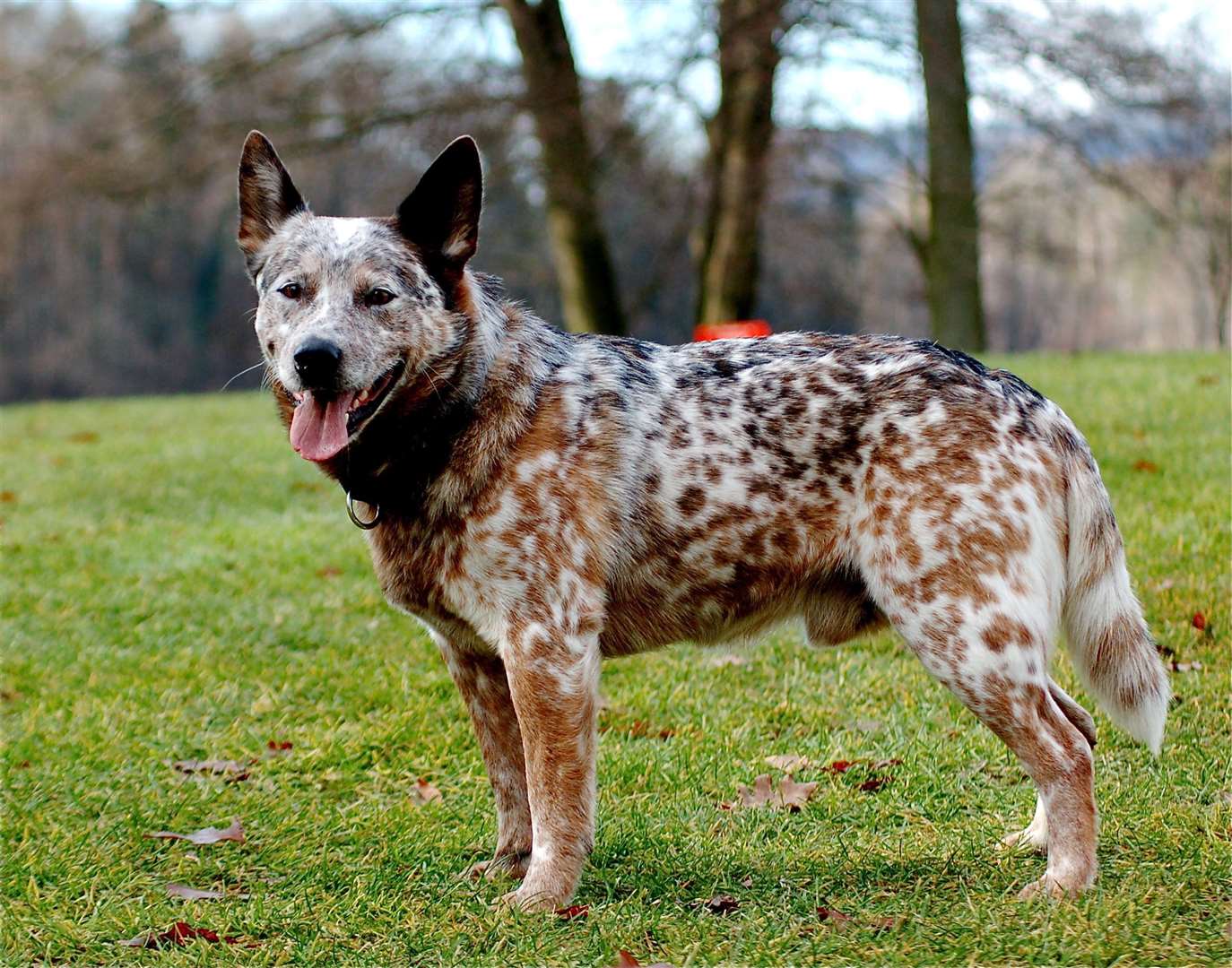 An example of an Australian Cattle Dog. Image courtesy of Wikipedia.