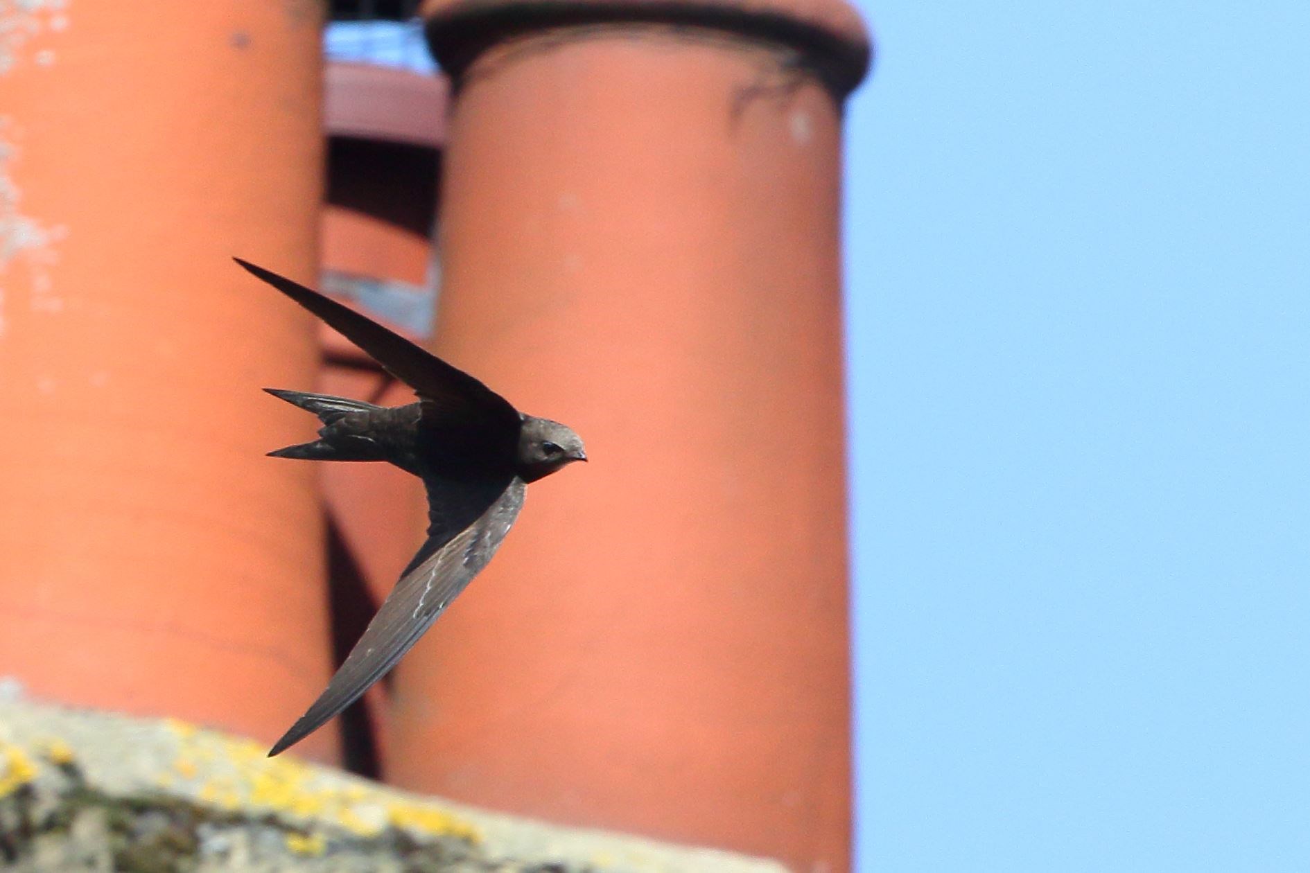 A swift flies past chimney pots (Piotr Szczypa/PA)