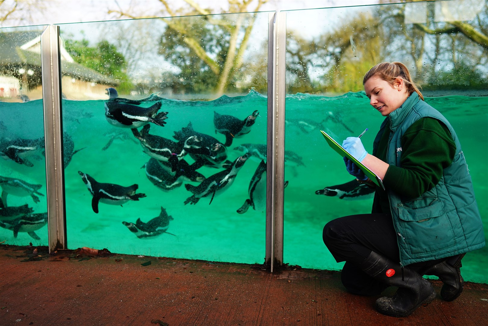 Zoo keeper Jess counts Humboldt penguins (Aaron Chown/PA)