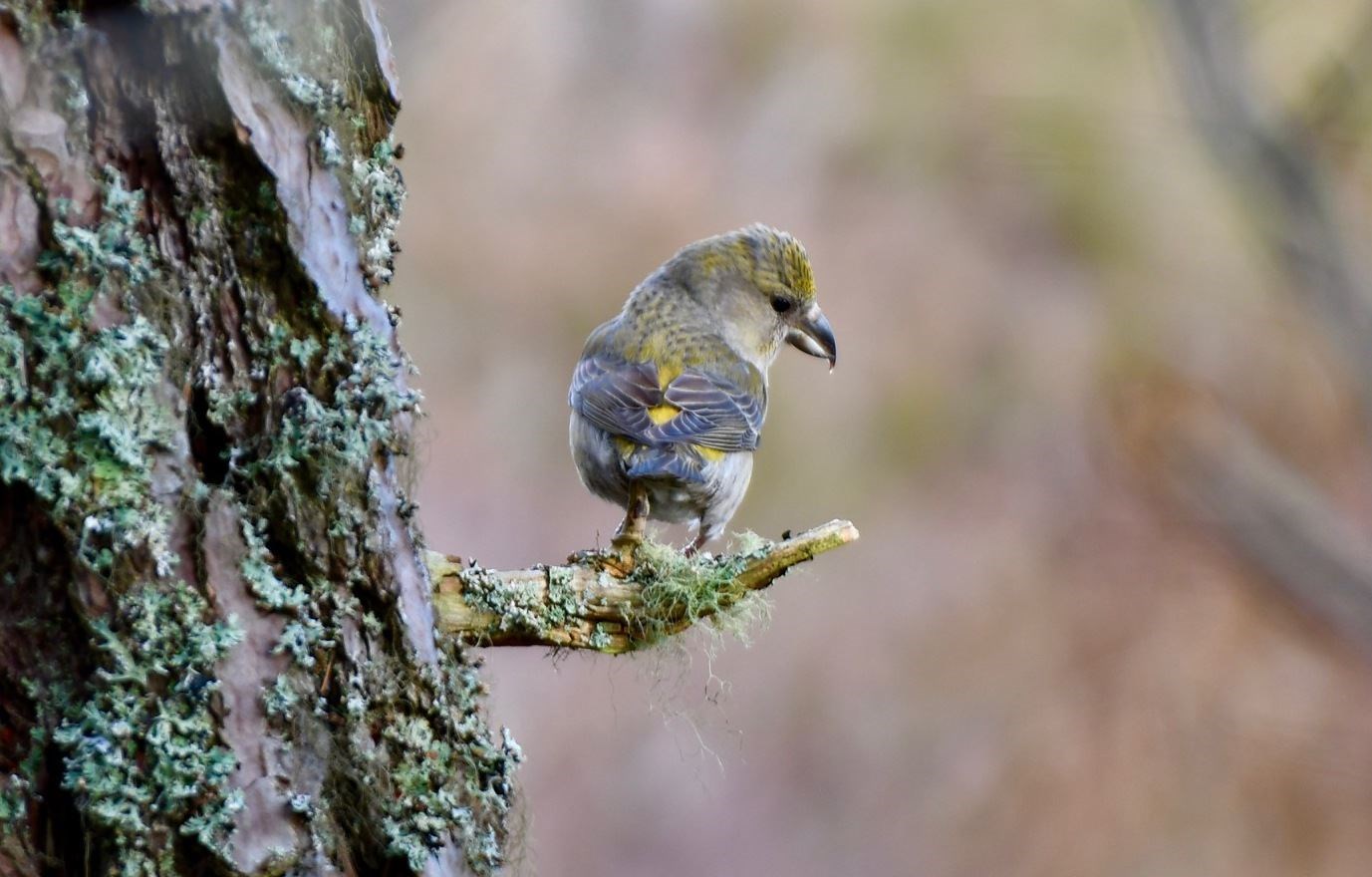 A female Crossbill. Picture: Hazel Thomson