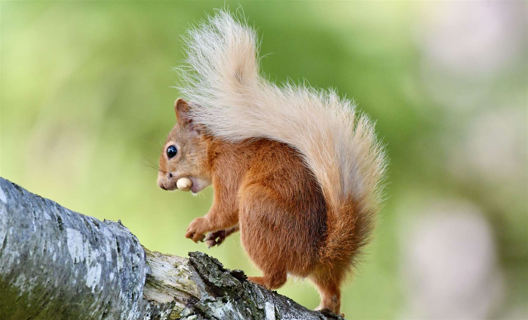 Hazel Thomson snapped this picture of a squirrel in Spynie Woods.