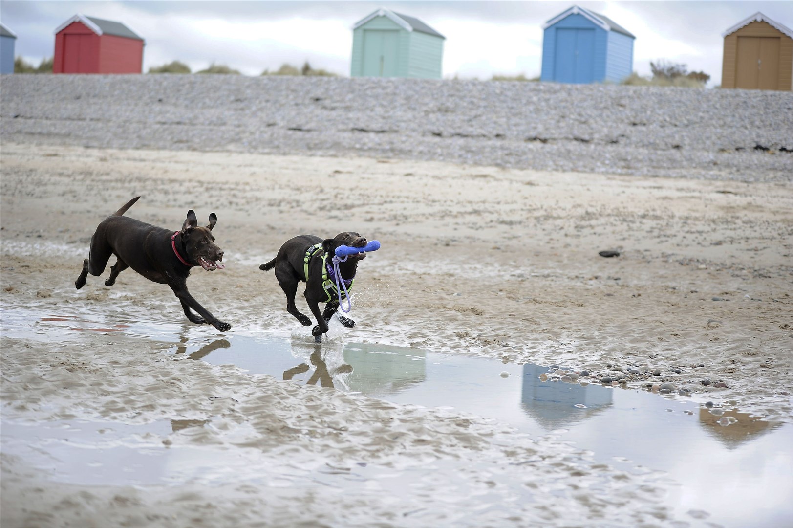 Having fun on Findhorn Beach. ..Picture: Becky Saunderson..