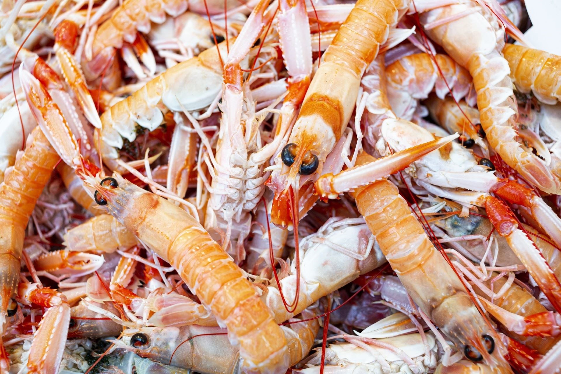 Caught langoustines will be used.