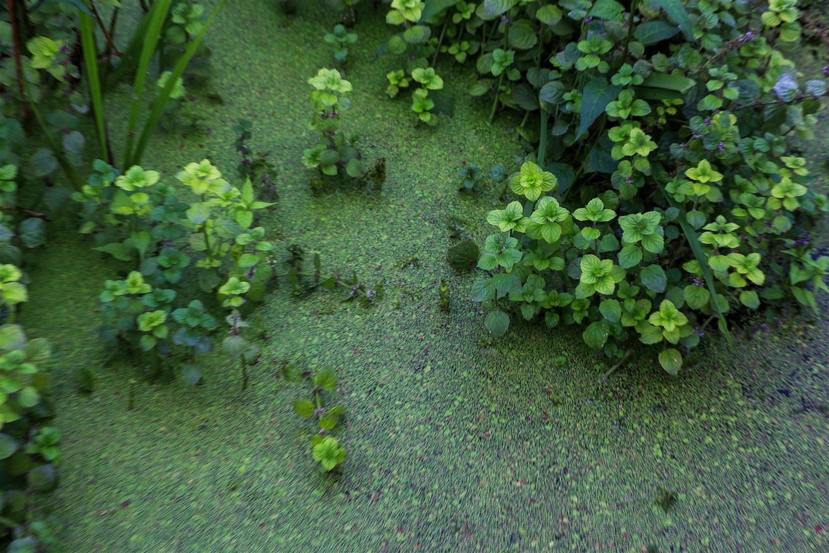 Algae on the surface of Lough Neagh at Ballyronan Marina in September 2023 (PA)