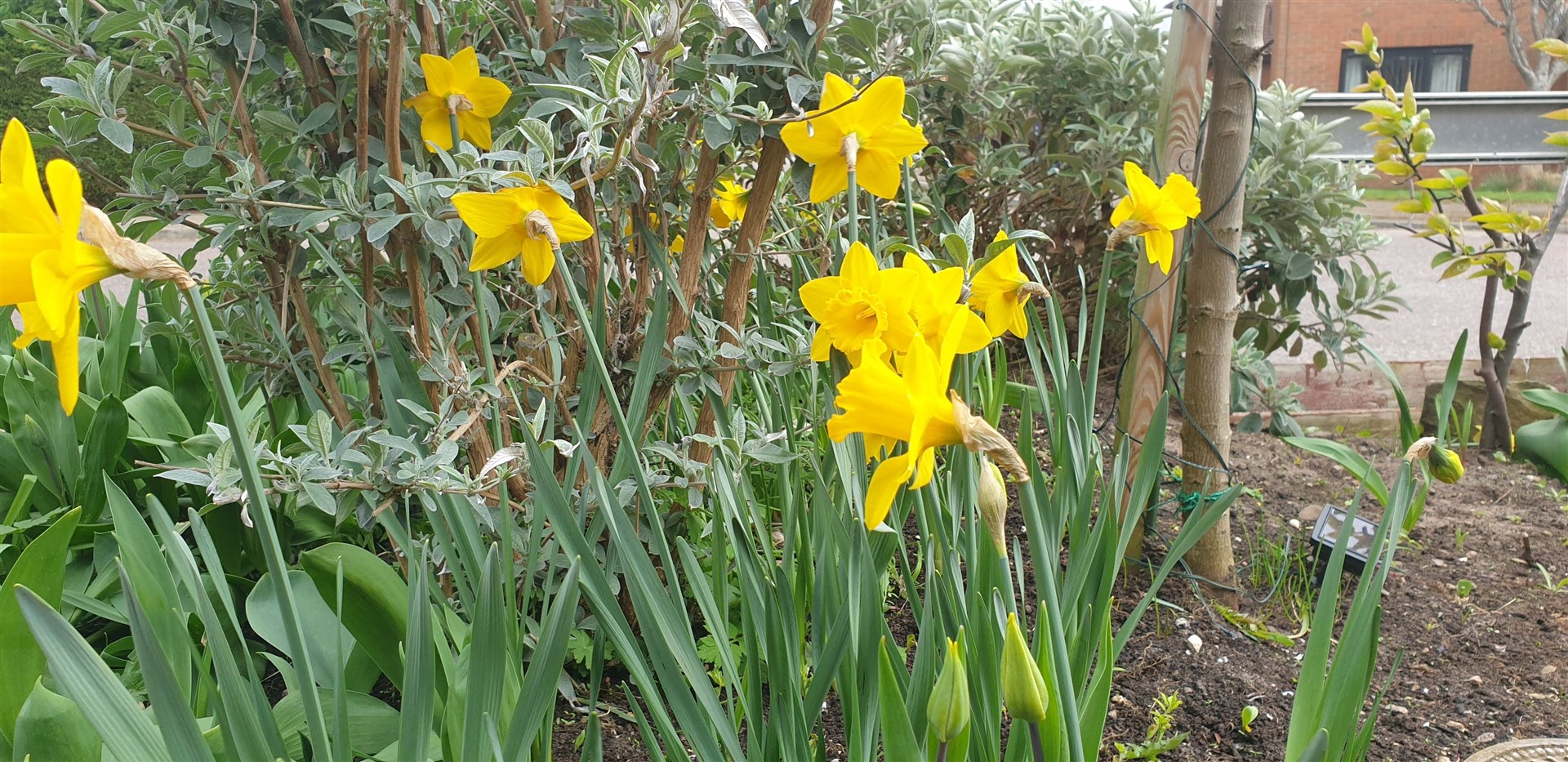 You can't beat daffodils at this time of year.