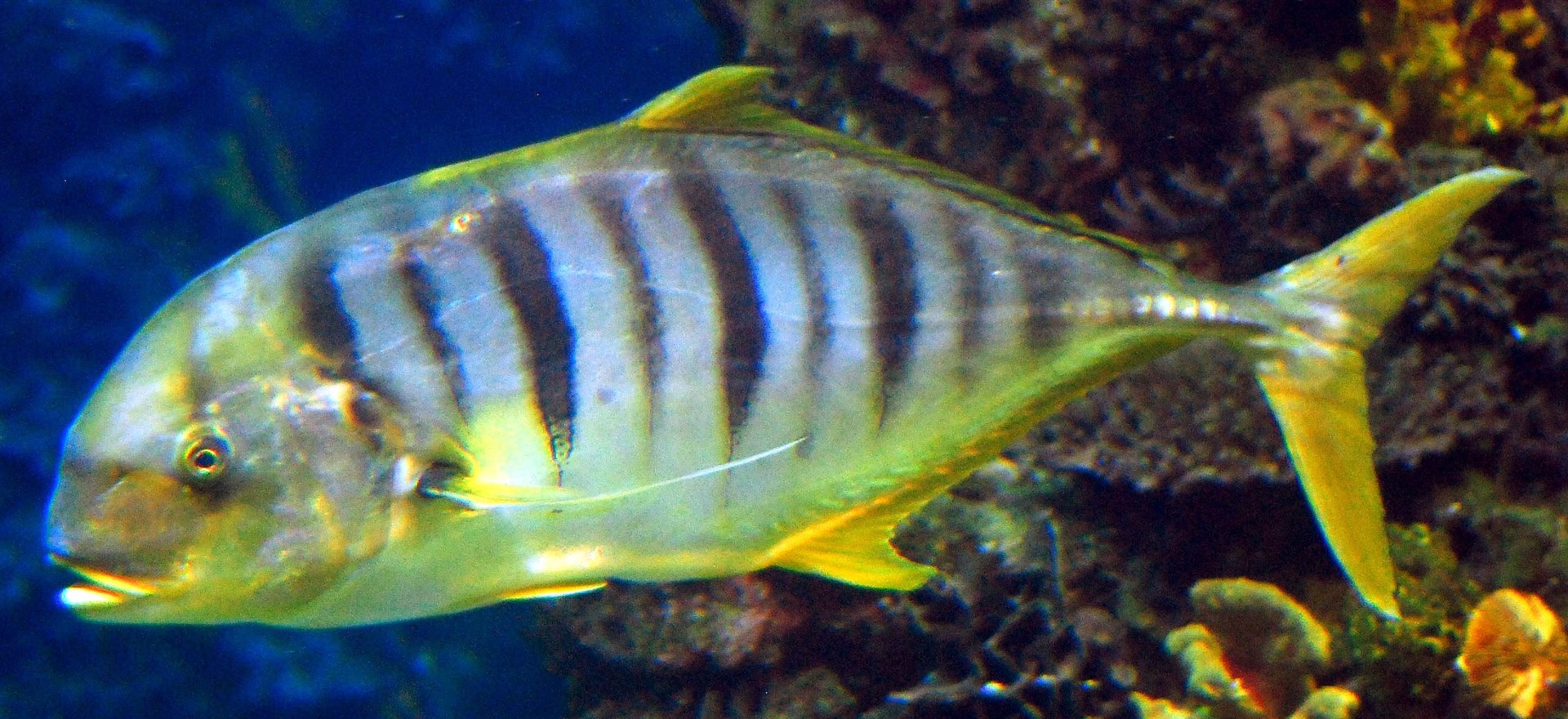 Golden trevally can grow to nearly four feet in length.