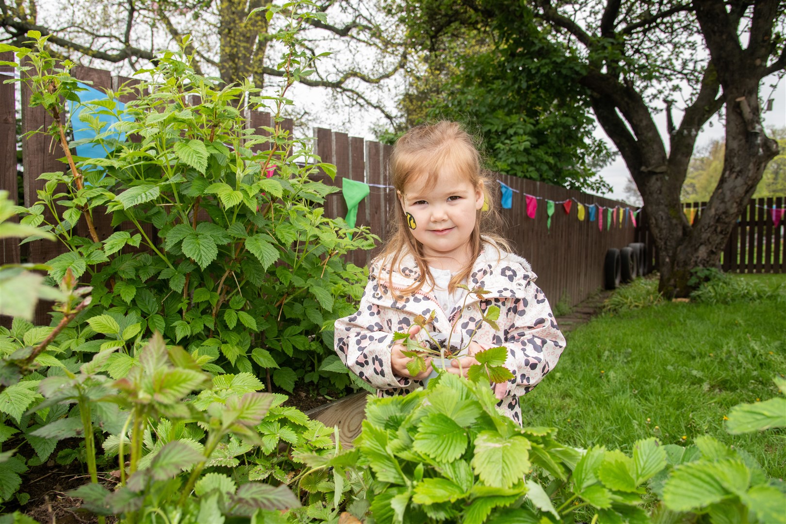 Thea Nelson helps to plant a strawberry plant in the garden area. Picture: Daniel Forsyth