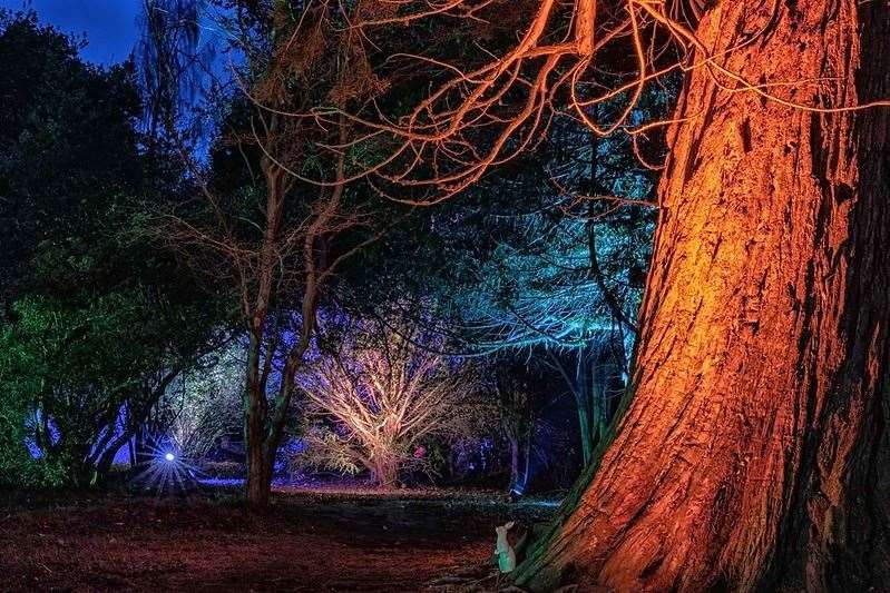 Heritage trees captured in a new light at Brodie Castle. Picture: Patricia Roberts.