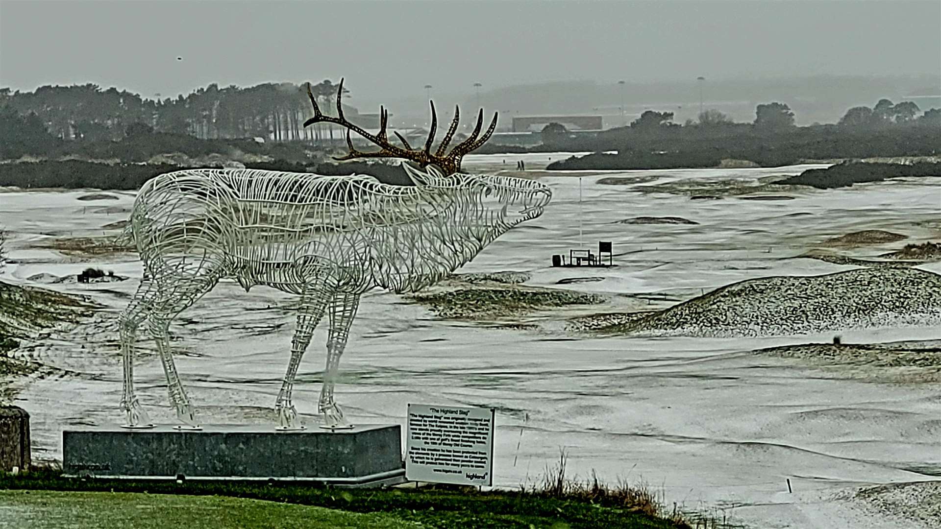 The stag at Moray Golf Club. Picture: Hazel Thomson