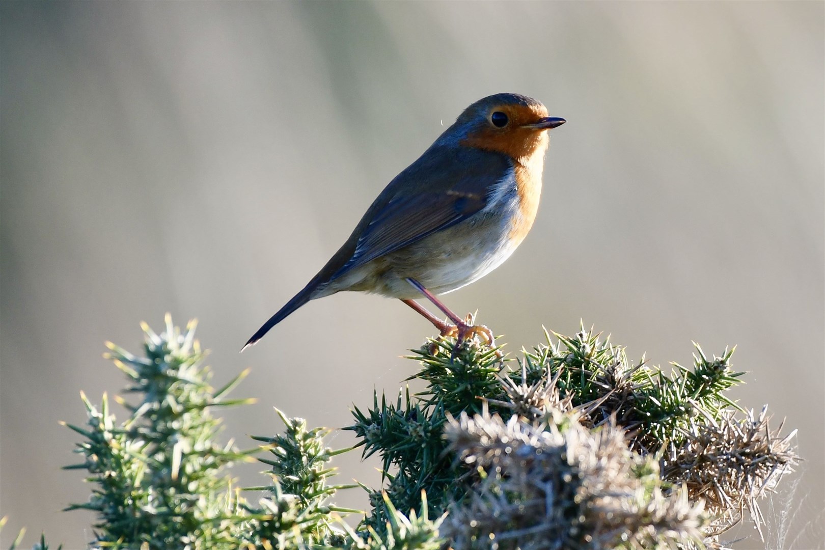Reader Hazel Thomson spotted this robin while walking along the shore in Burghead.
