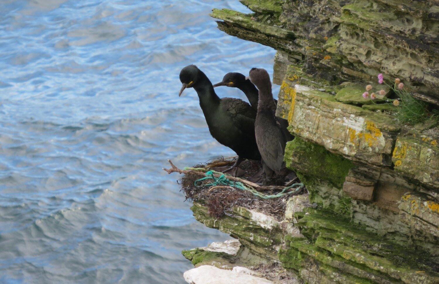 European shag seabirds which have incorporated plastic waste into their cliff-edge nest.