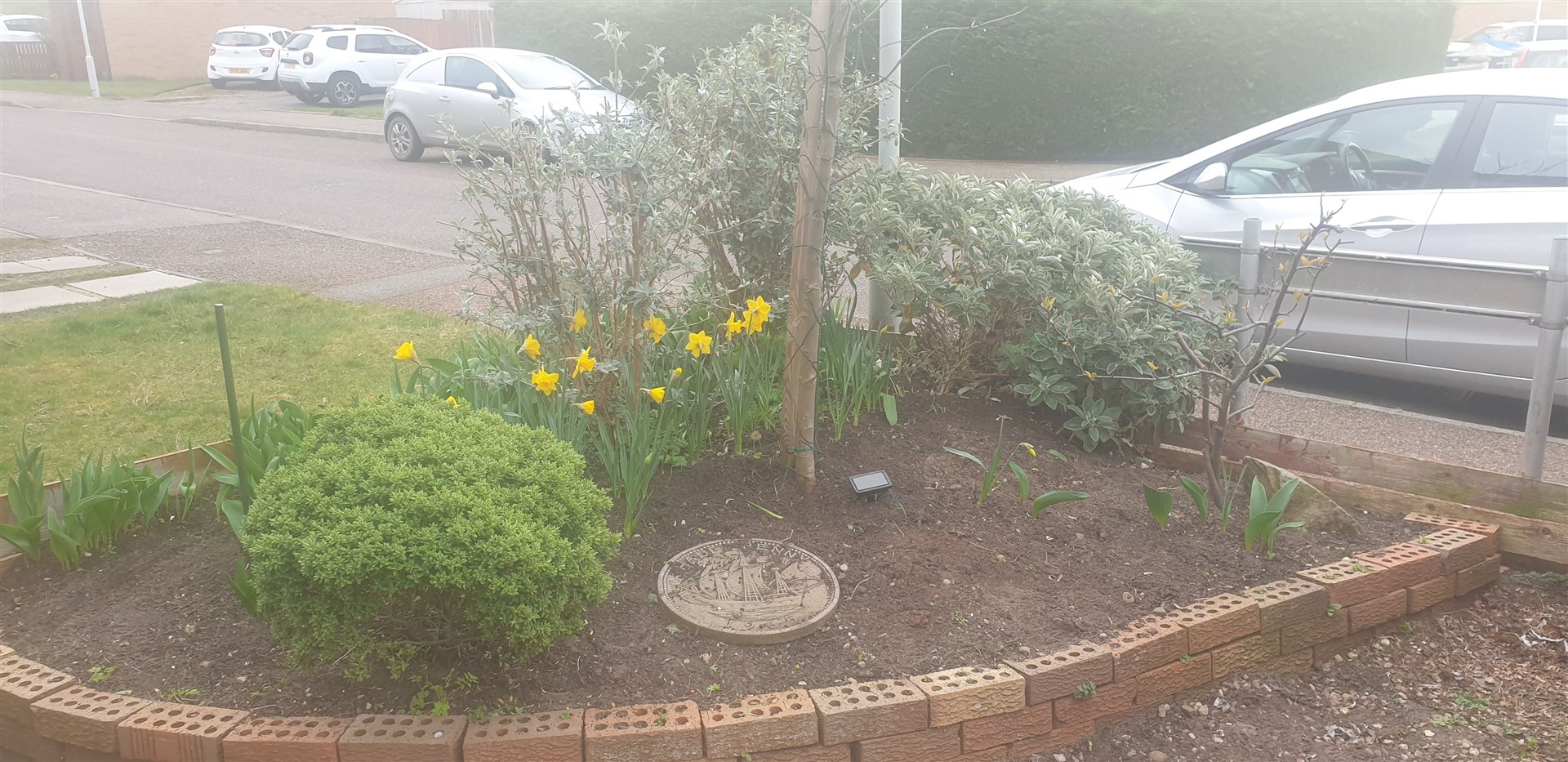 Some daffodils make their appearance of the season.