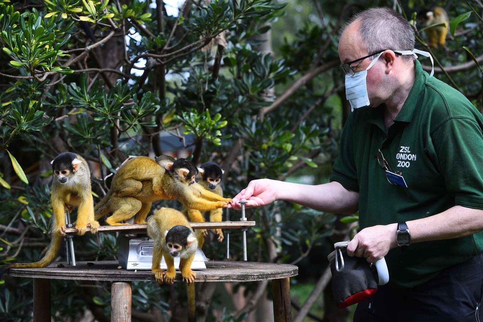 Senior keeper Tony Cholerton weighs squirrel monkeys (Kirsty O’Connor/PA)