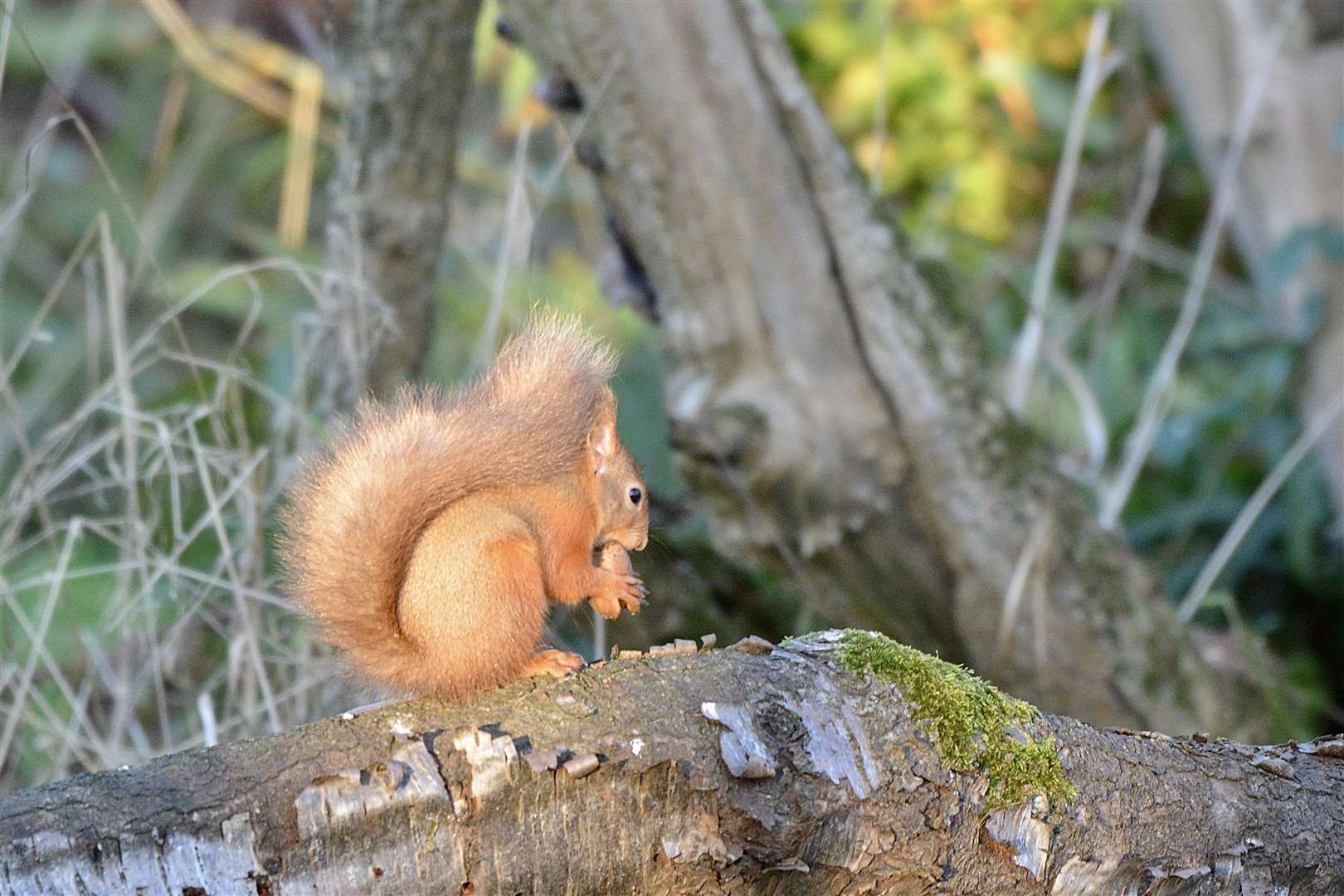 A red squirrel at Spynie bird hide.
