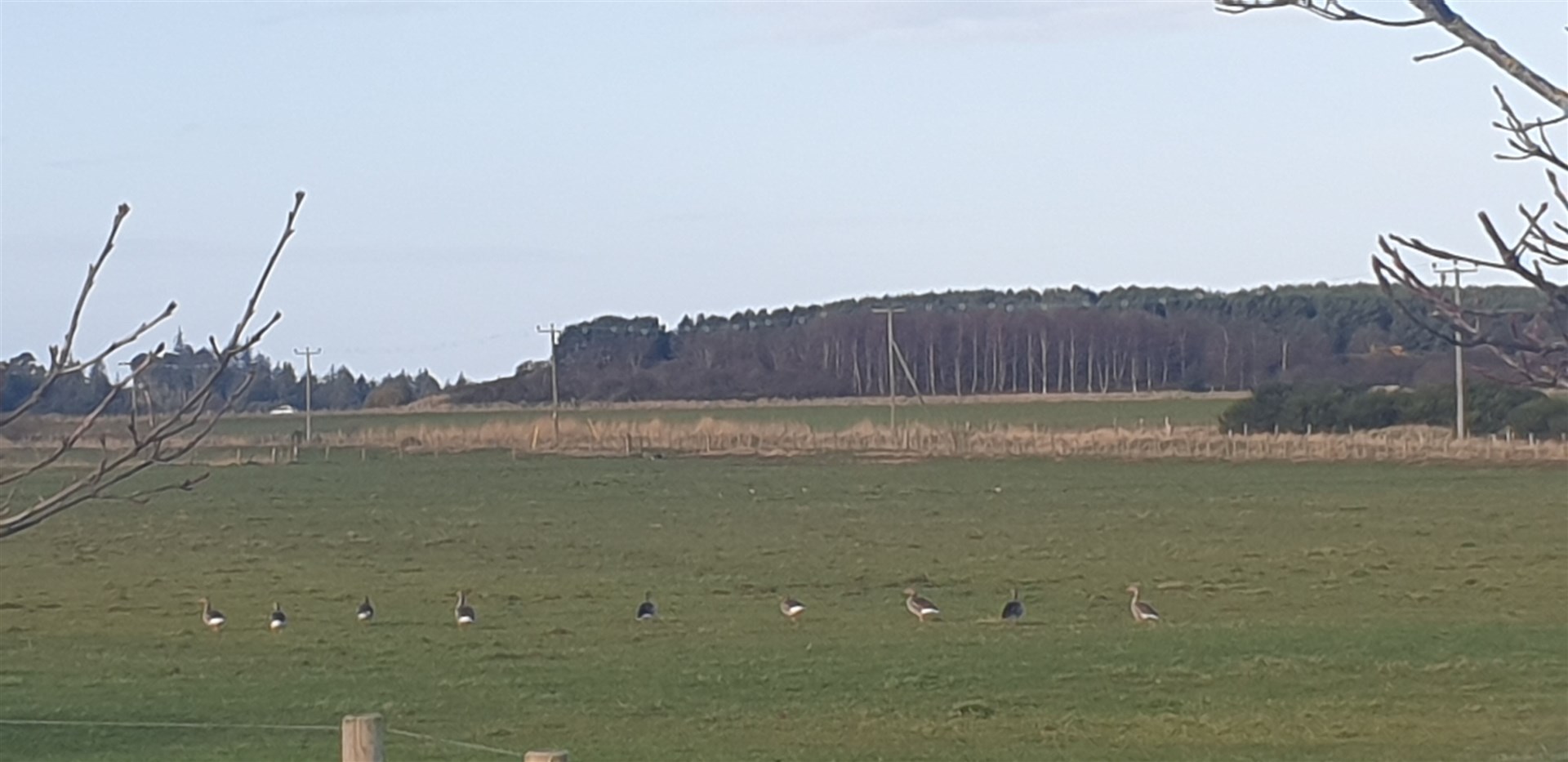 Geese in a farm field.