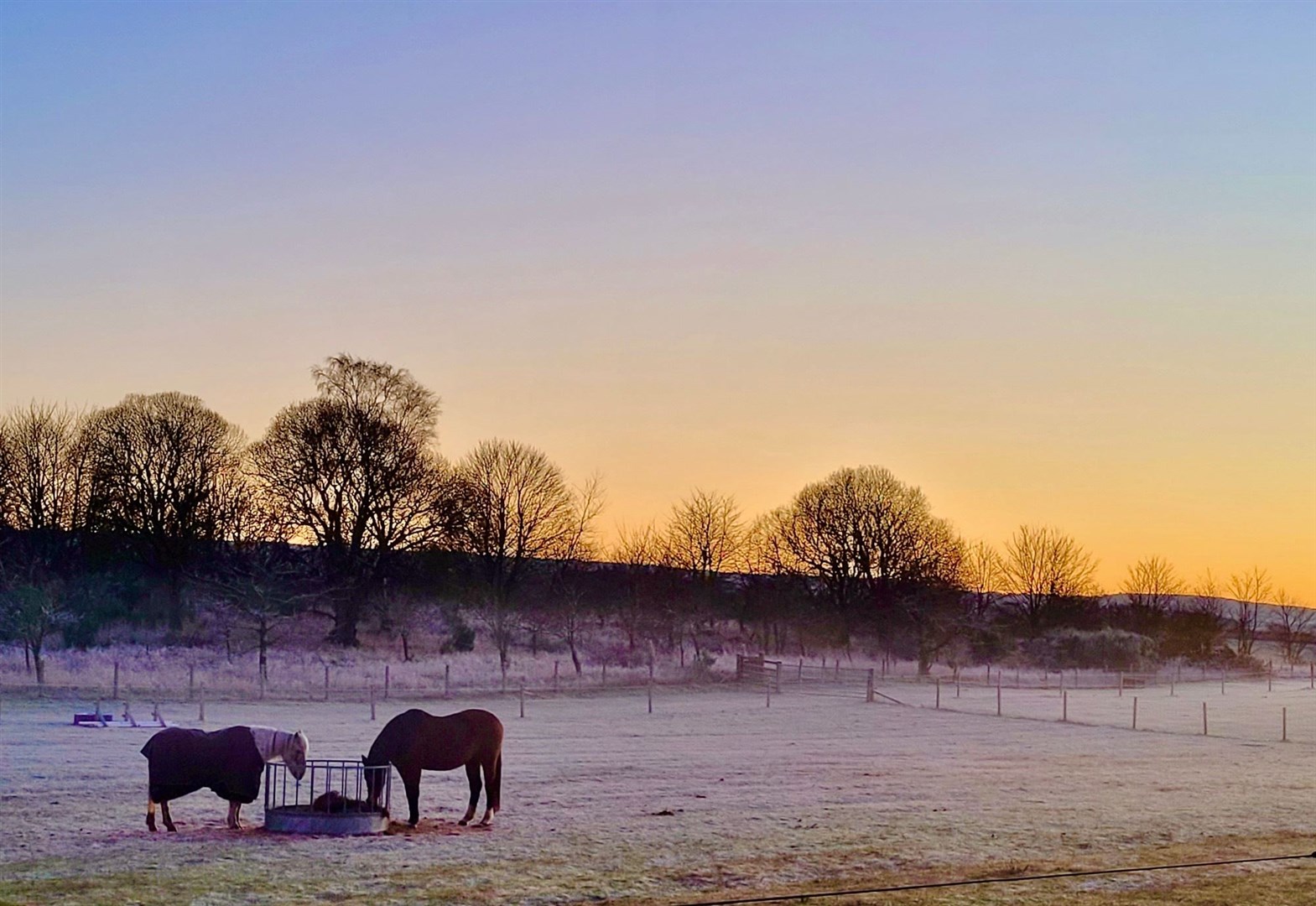 A Moray sunset over these horses in a field snapped by Hazel Thomson.