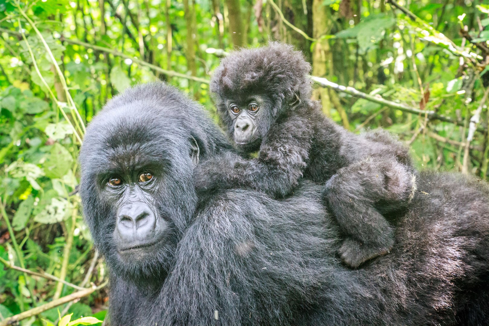 Researchers found that the more adverse events gorillas experienced before the age of six, the more likely they were to die as juveniles (Alamy/PA)