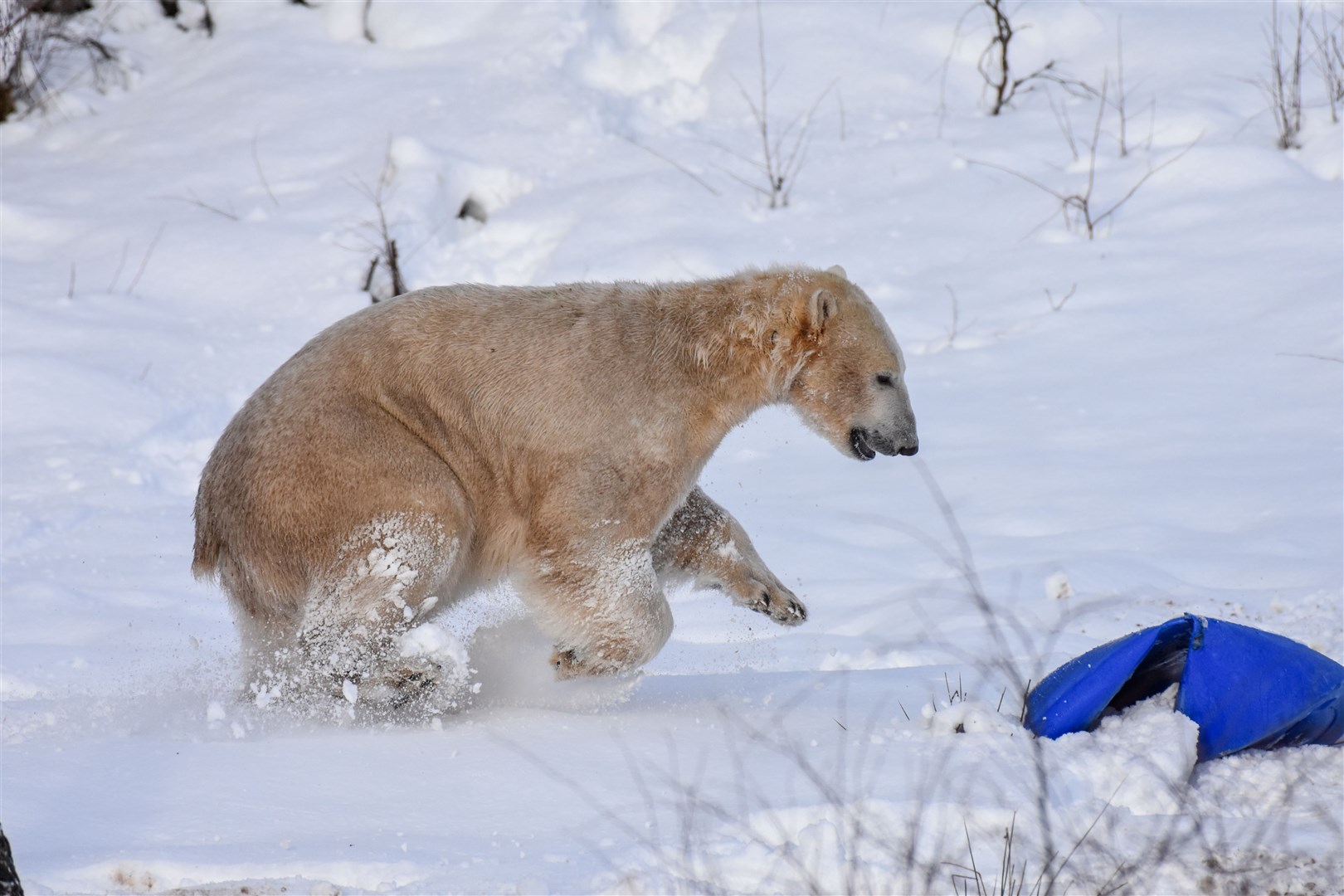 Hamish has fun in the snow.