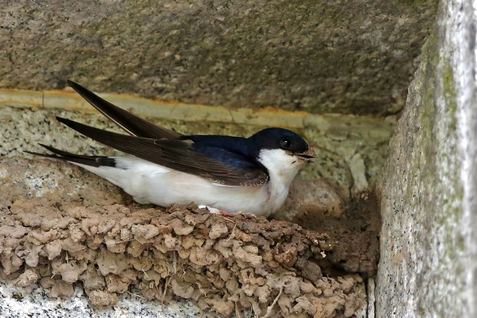 A house martin on its nest (Margaret Holland/PA)