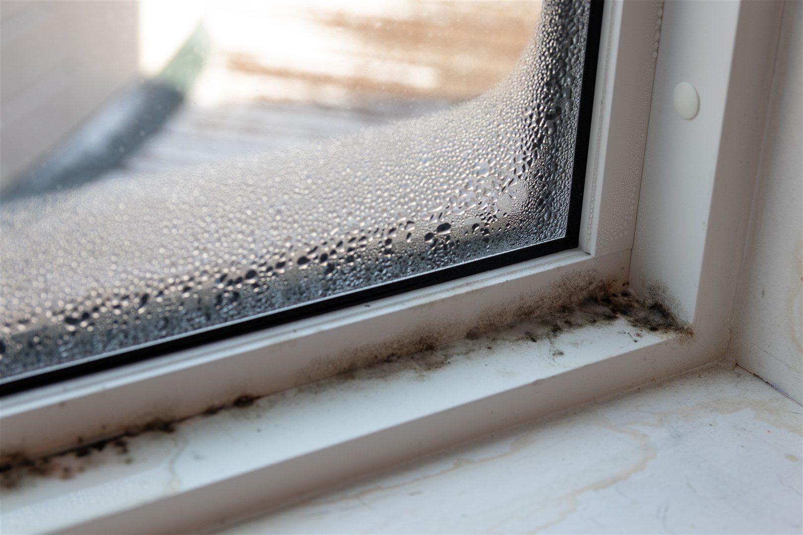 Prolonged exposure to mould can cause serious respiratory infections.