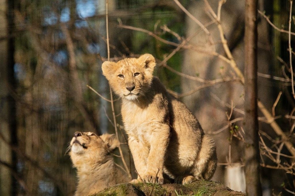 The lion cubs at Edinburgh Zoo.