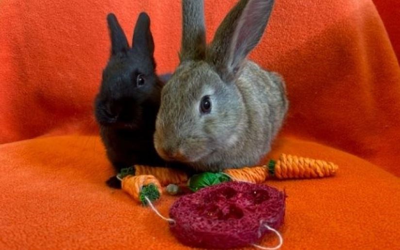 Blueberry (left) and Kiwi and just two rabbits of nearly 2000 currently in the care of the Scottish SPCA. Picture: Scottish SPCA