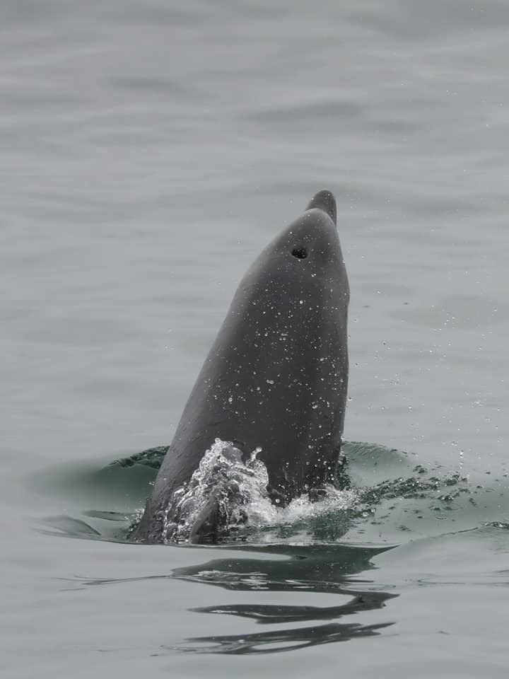 The force is strong in this one. Kenobi the dolphin swimming about at Hopeman Harbour
