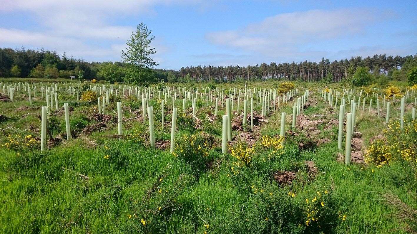 More than a dozen sites across Moray have been approved for compensatory tree planting.