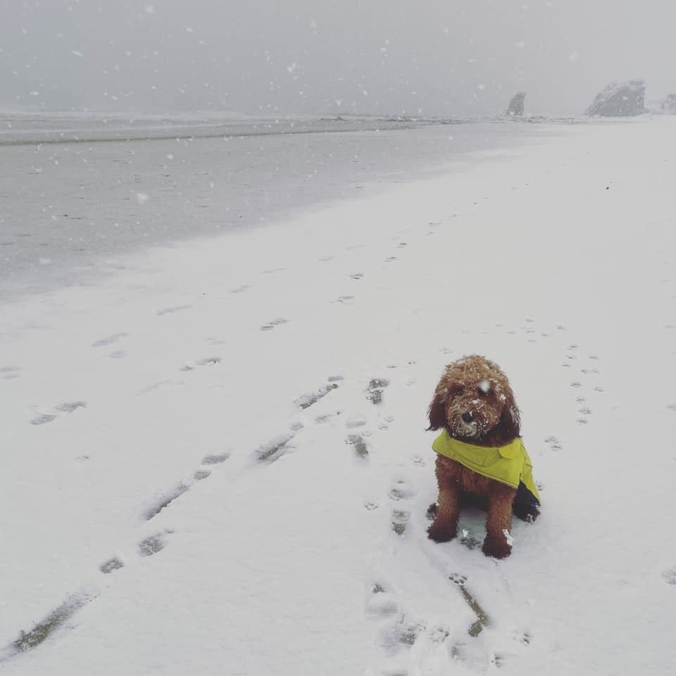 Kerry Main sent this picture of her dog enjoying itself on Cullen Beach.