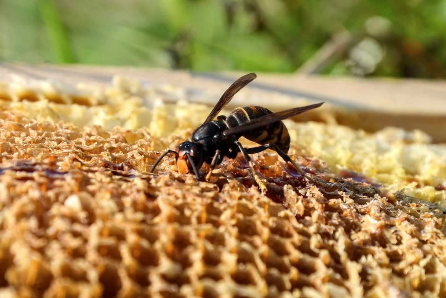 An Asian hornet spotted on a honeycomb in England - concerns have been raised about their spread into Scotland.