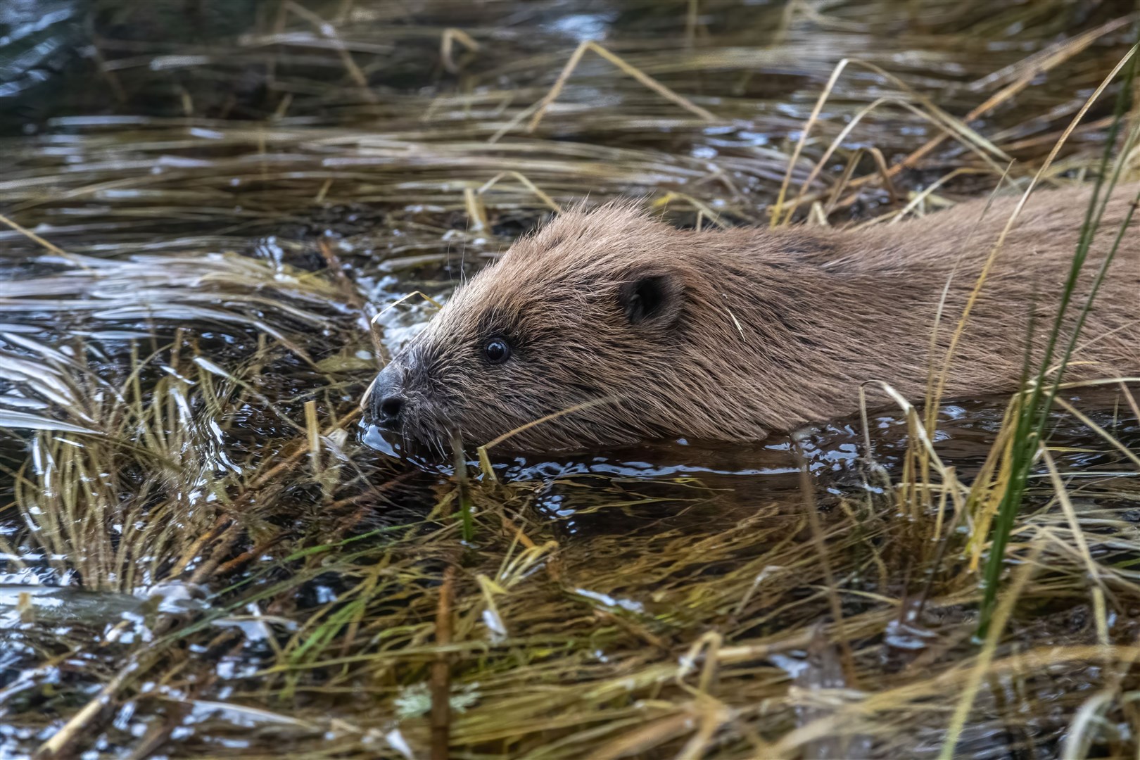 Exploring their new home. Picture: Elliot McCandless, Beaver Trust.