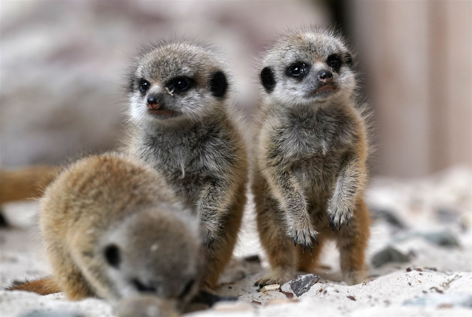 Meerkats are known for their strong social bonds (Andrew Milligan/PA)