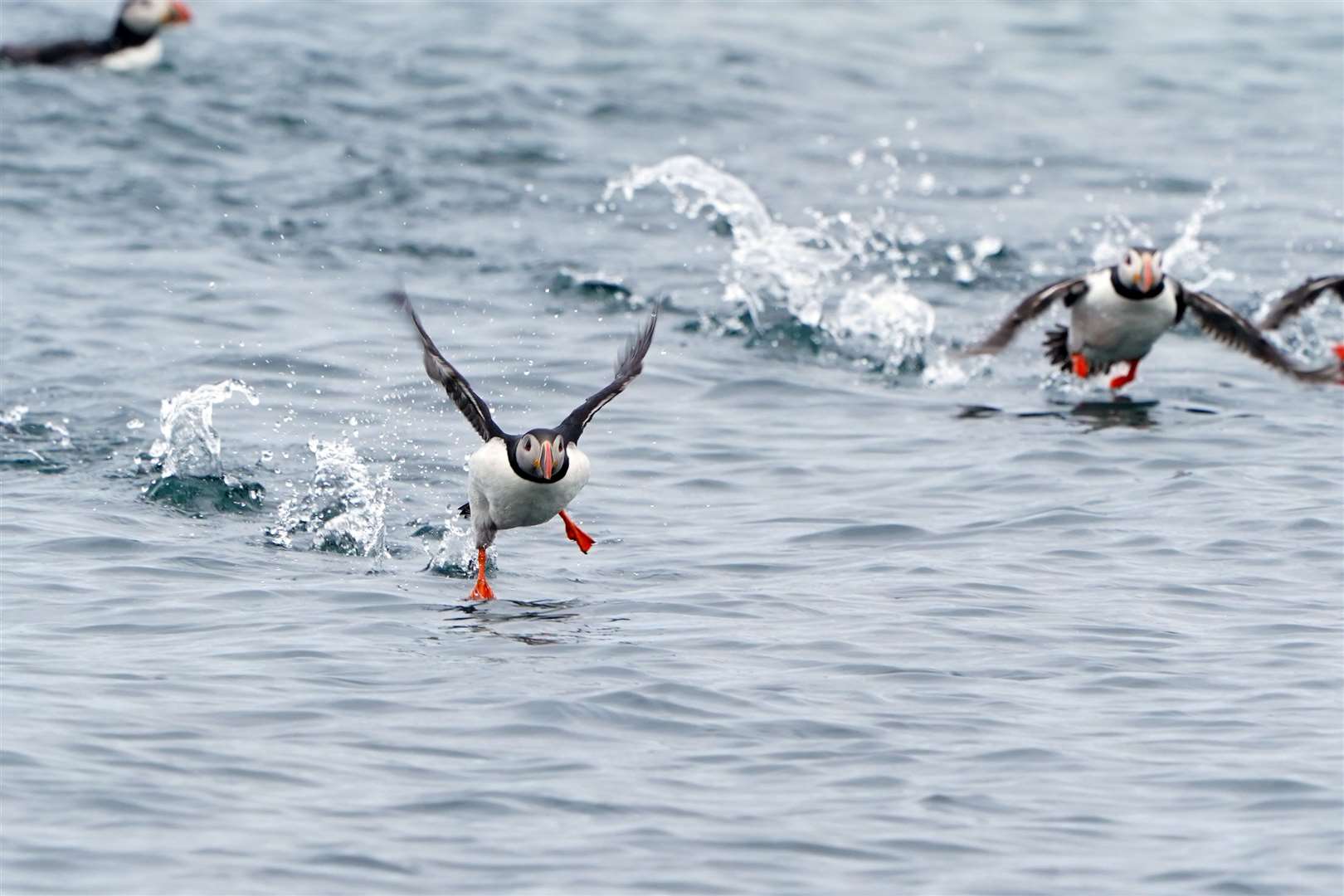 Numbers of the ever-popular puffins have already been affected by climate change (Owen Humphreys/PA)