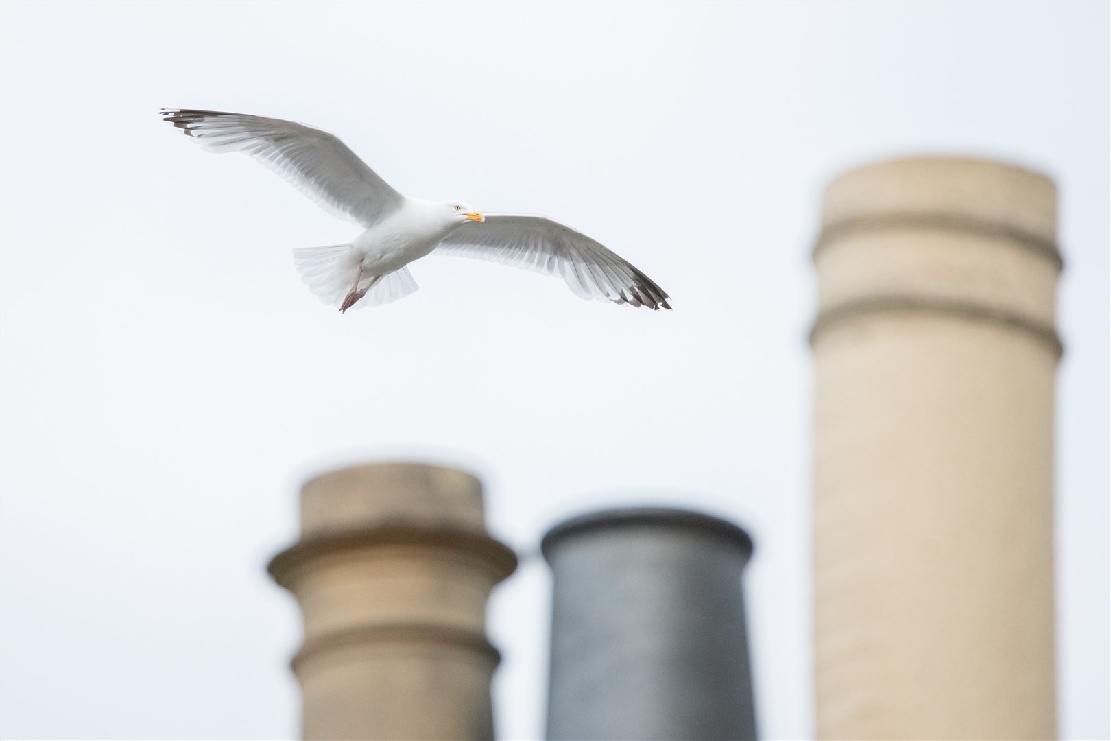 Seagull fly and perch in central Elgin...Picture: Daniel Forsyth..