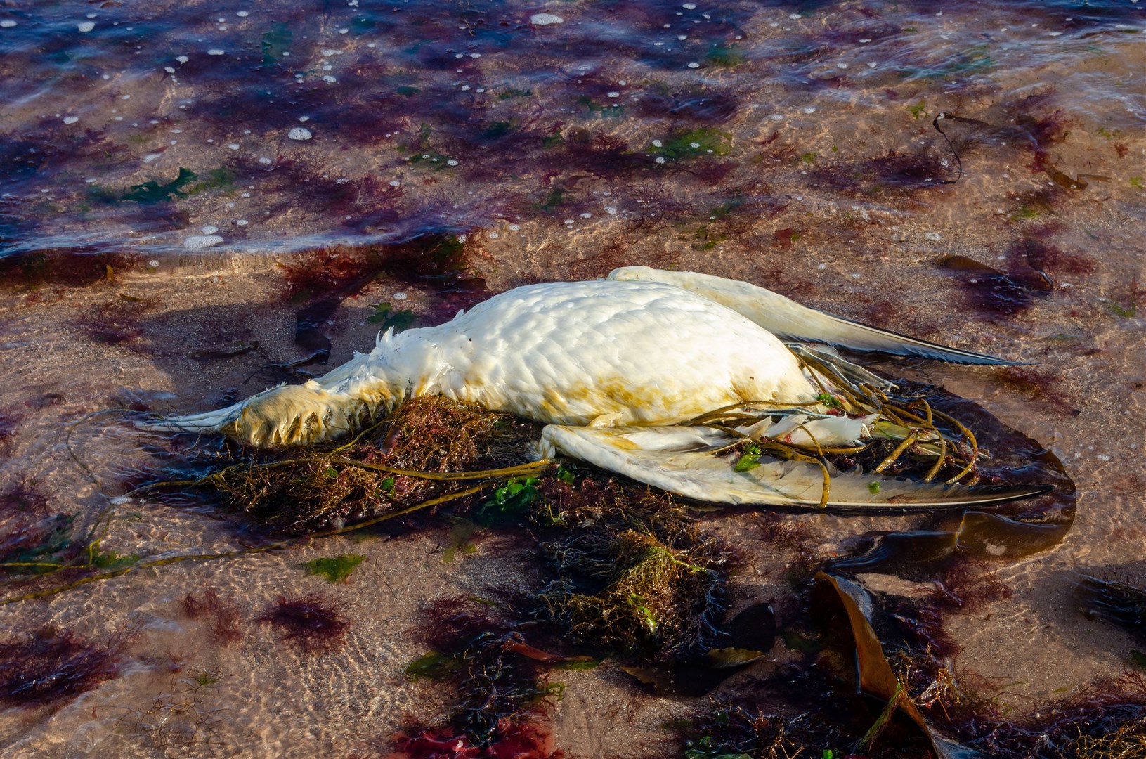 A dead gannet on a beach similar to those spotted by the swimmer at Portessie and Strathlene.