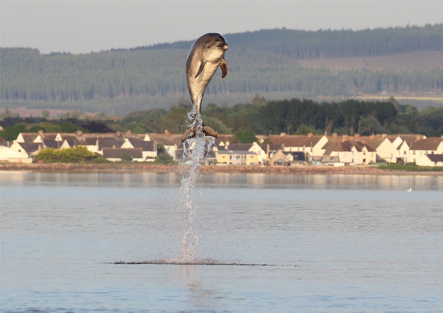 A Moray Firth bottlenose dolphin leaps high out of the water. Picture: Ally Kemp