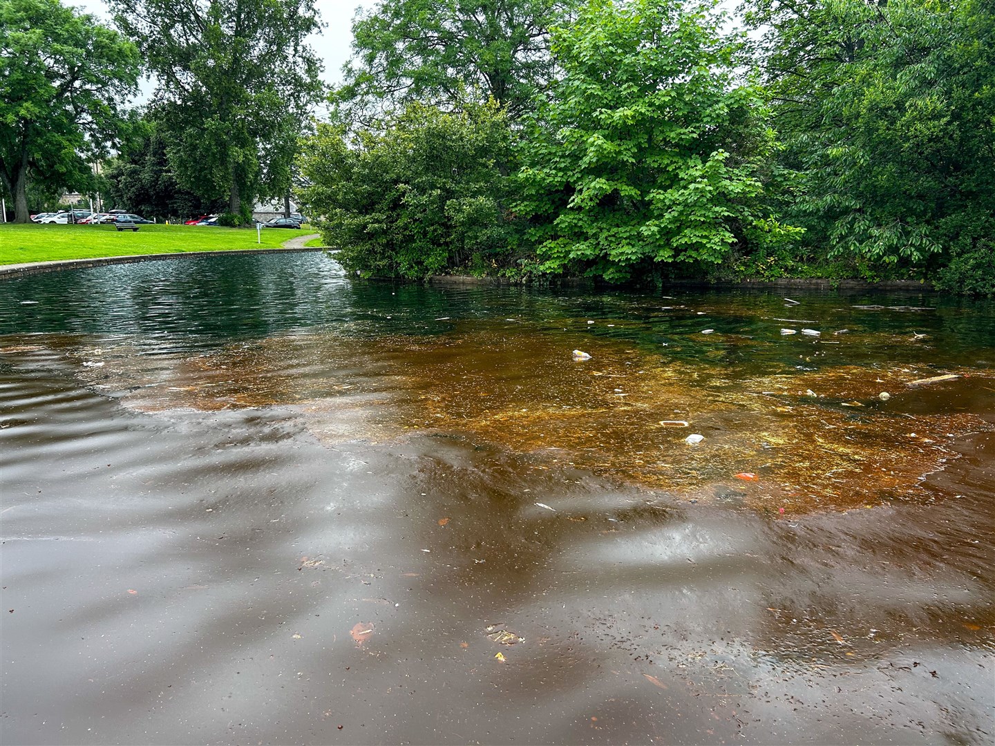 Scum has formed on the surface of the water at Cooper Park's pond. Picture: Tyler McNeil