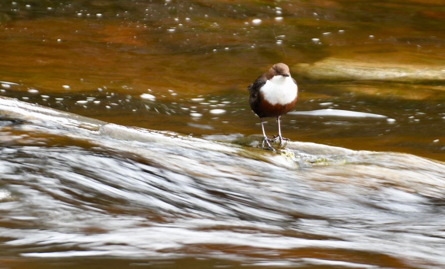 A Little Dipper having a rest after diving into a burn. Picture: Hazel Thomson