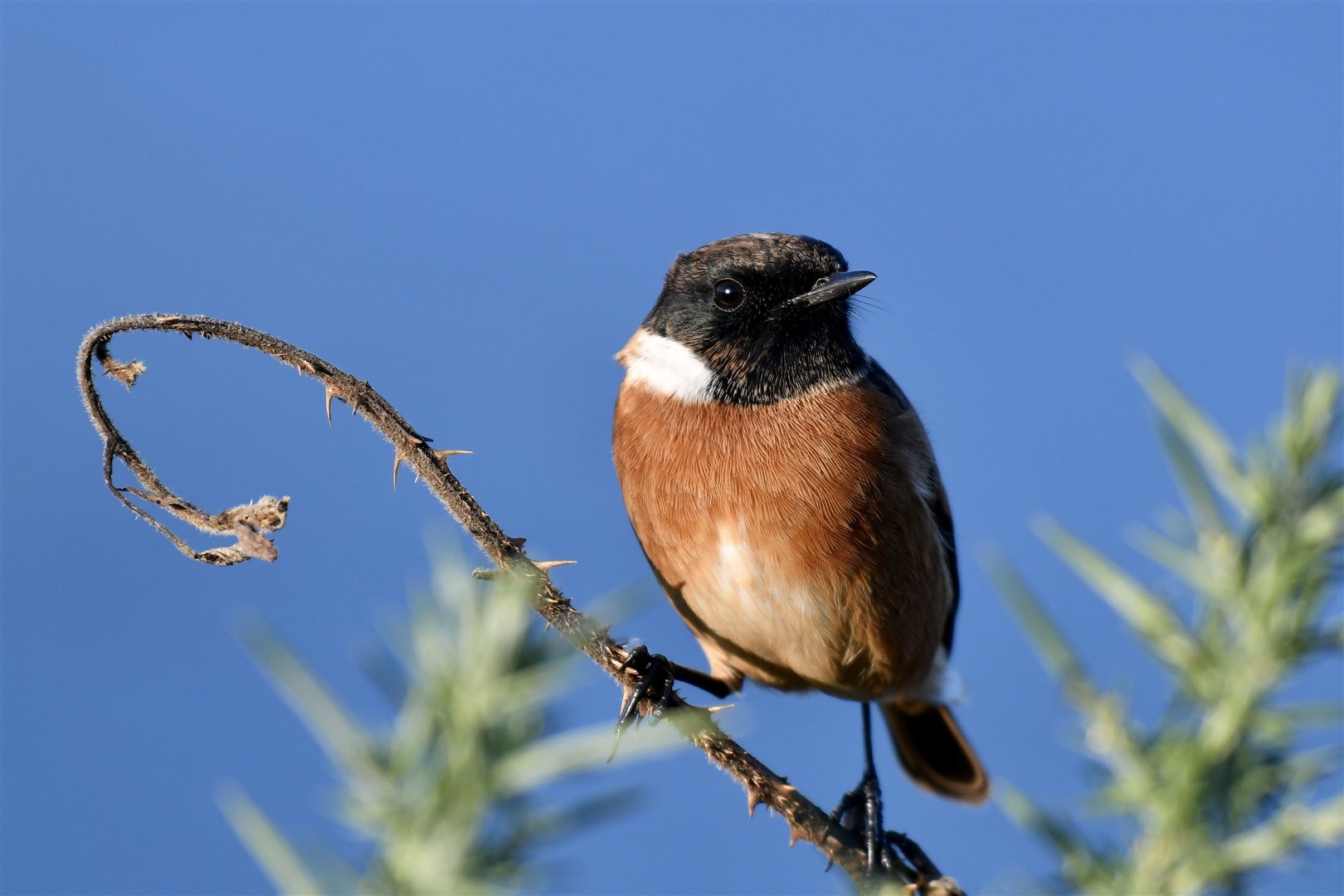 Hazel Thomson spotted this stonechat in Burghead while walking along the shore.
