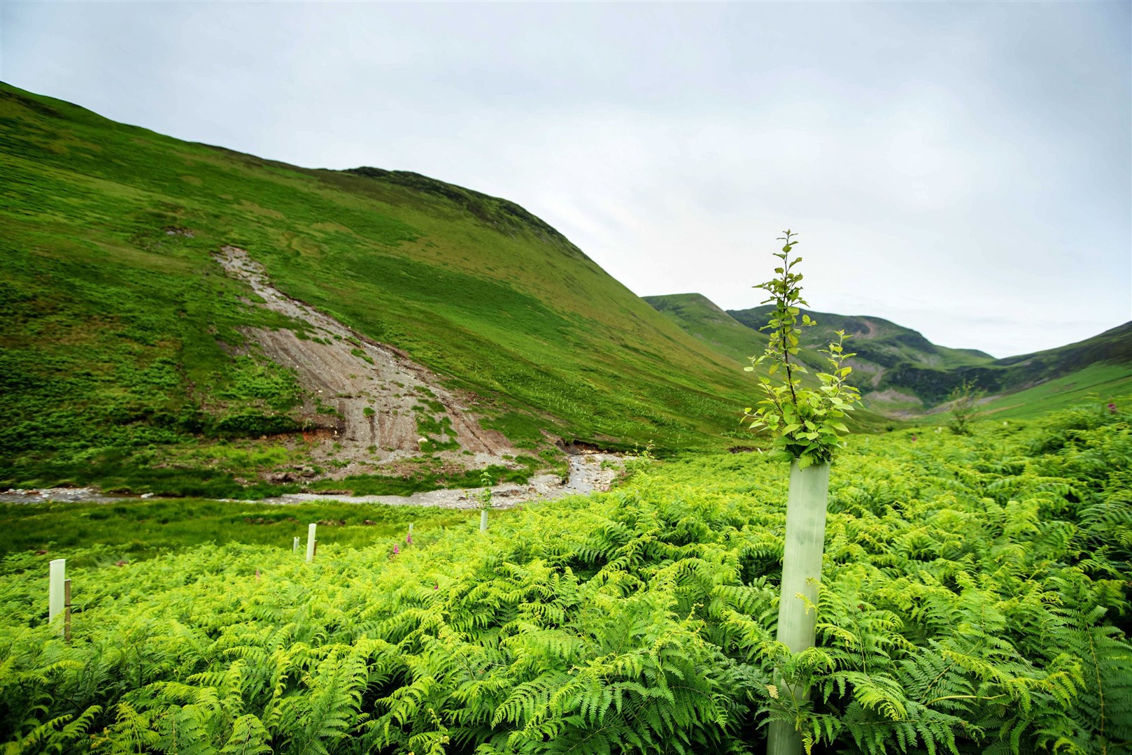 The Tree Action Plan aims to treble tree planting by 2024 (John Malley/National Trust)