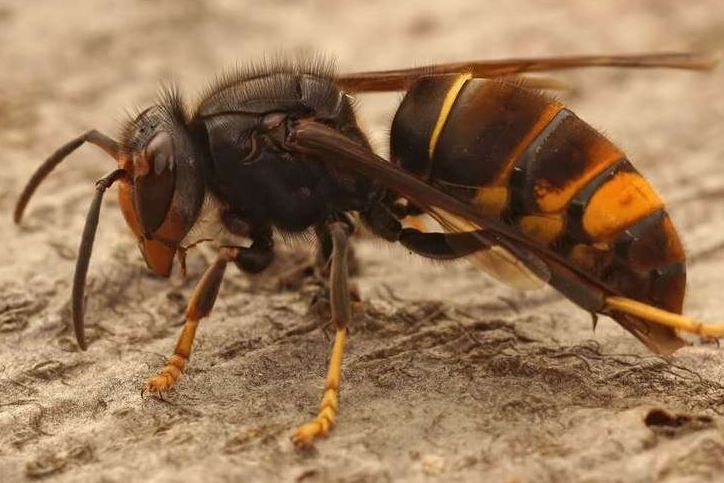 If you see an Asian Hornet, you must report it. iStock image