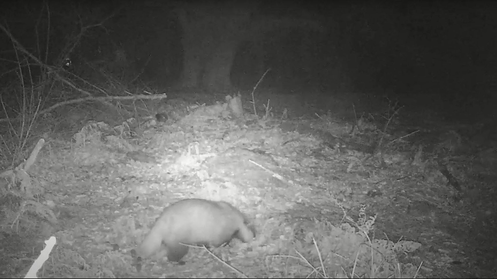 This image of the badger comes from the video filmed by Sophie Allan and her dad Robert.