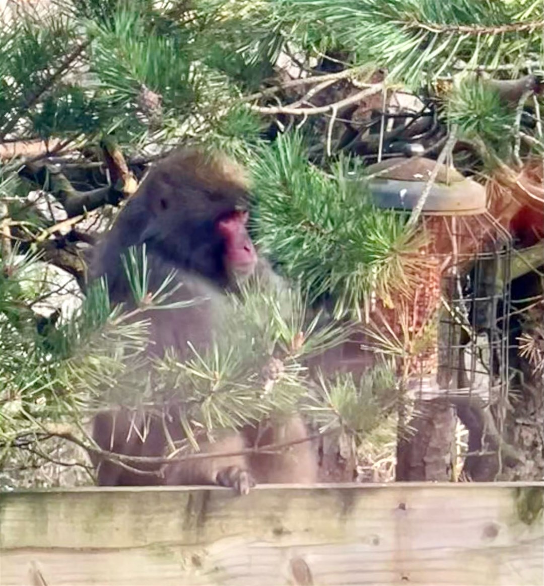 The monkey feels peckish and attempts to use the birdfeeder at the Nagels' place in Kincraig. Picture Carl Nagel.