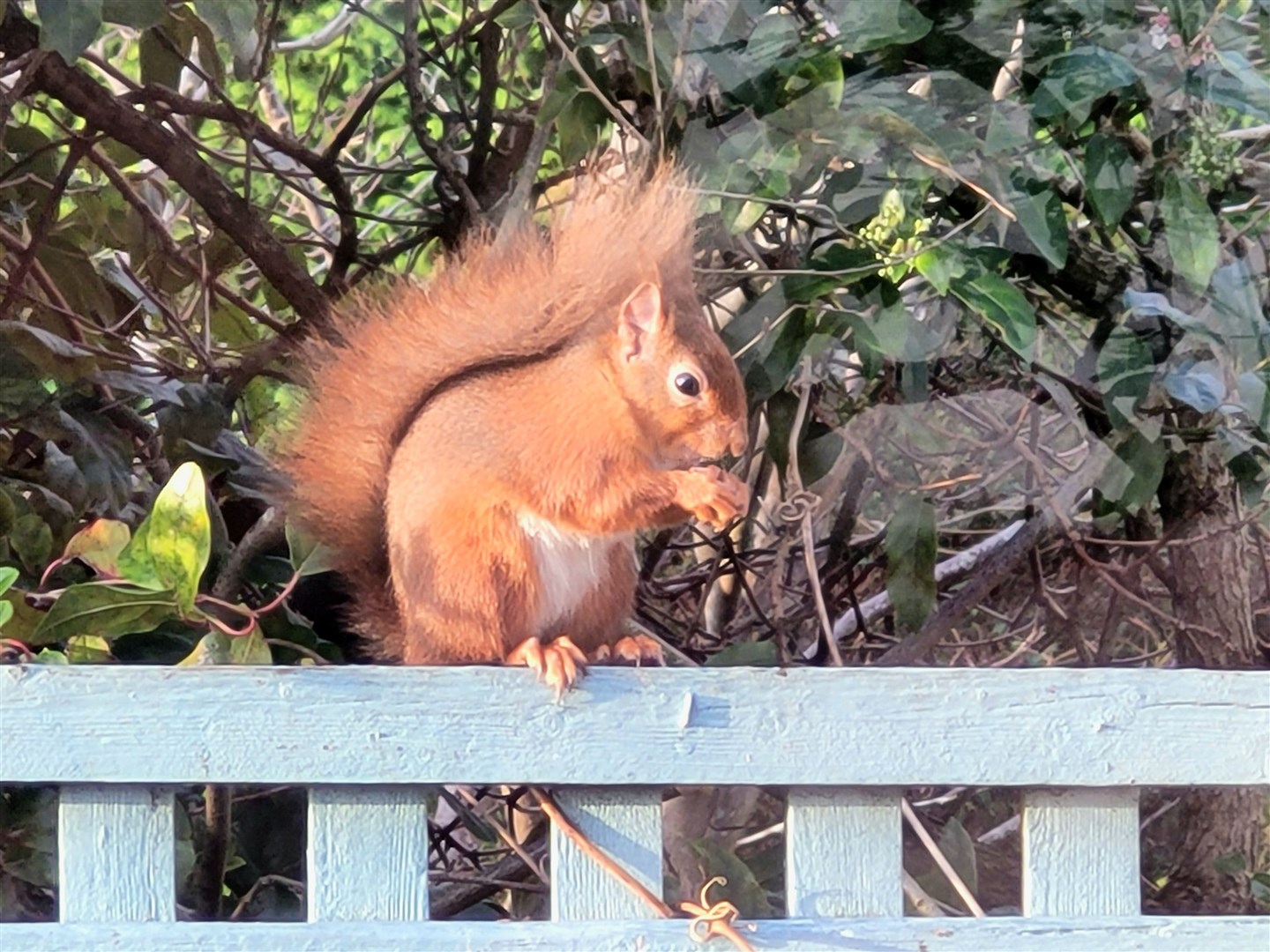 Northern Scot reader Hazel Thomson sent in pictures of a squirrel in her Elgin garden.