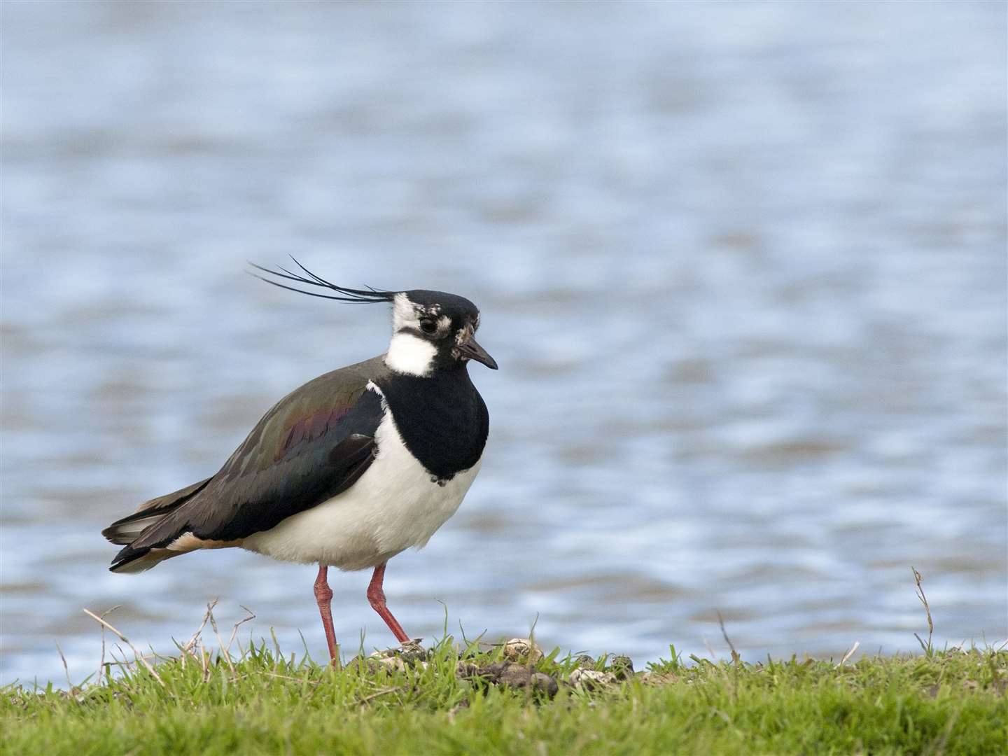 Our columnist's delight at seeing lapwings nesting quickly turned to despair.