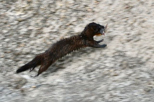 A mink runs across the rocks near the lookout post