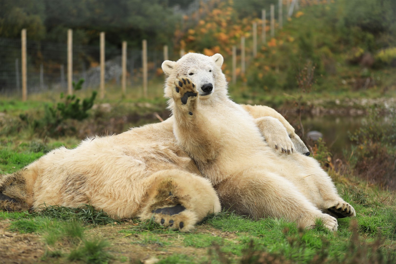 Hamish the Polar Bear alongside his mum Victoria at the Highland Wildlife Park, which is five miles south of Aviemore on the A9. Picture: RZSS
