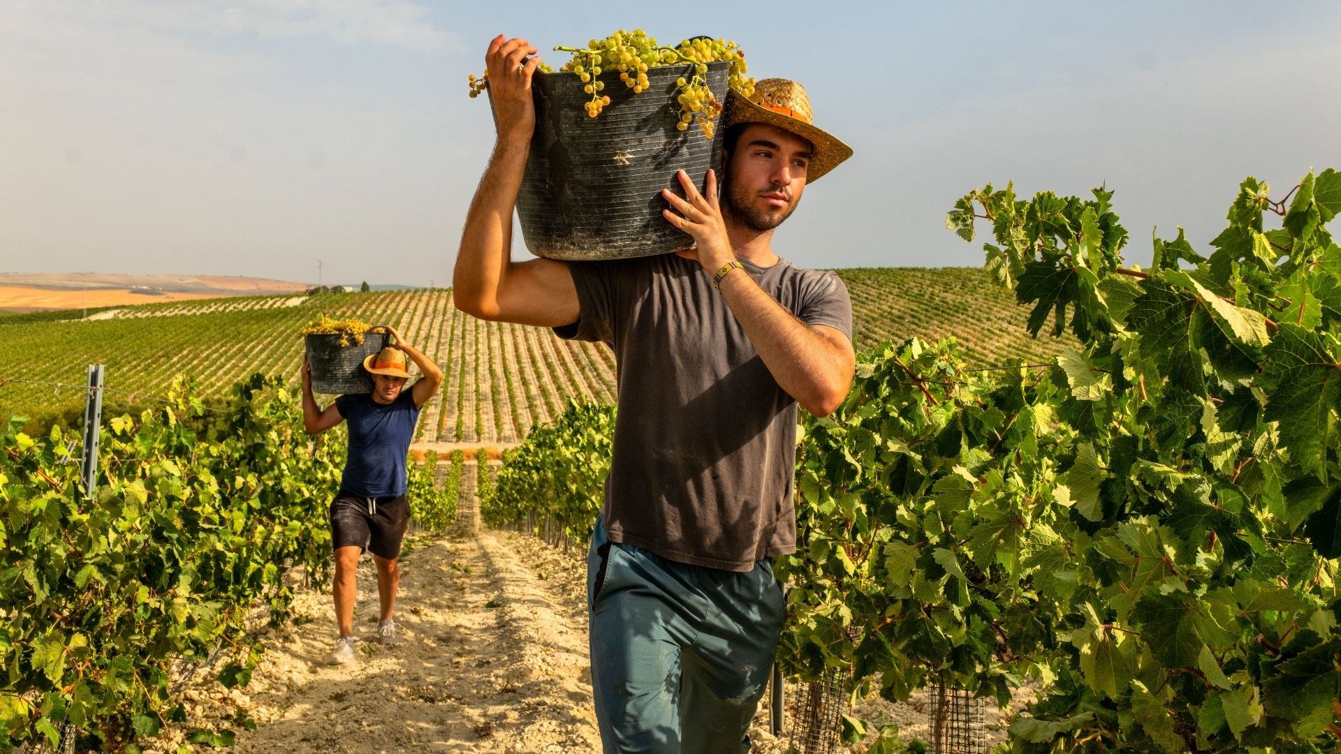 Harvest at the Valdespino vineyards in Jerez de la Frontera. Picture: Steve McCurry