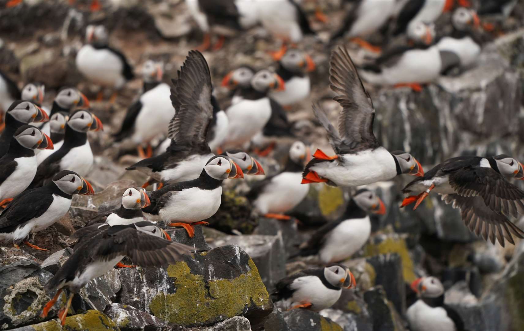 The Farne Islands are home to a large colony of puffins (Owen Humphreys/PA)
