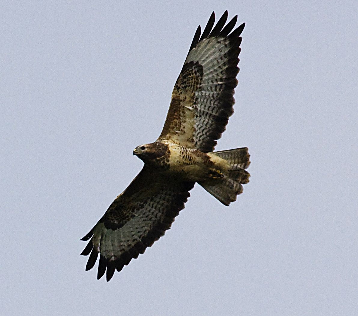 A buzzard like the one at Auldearn.